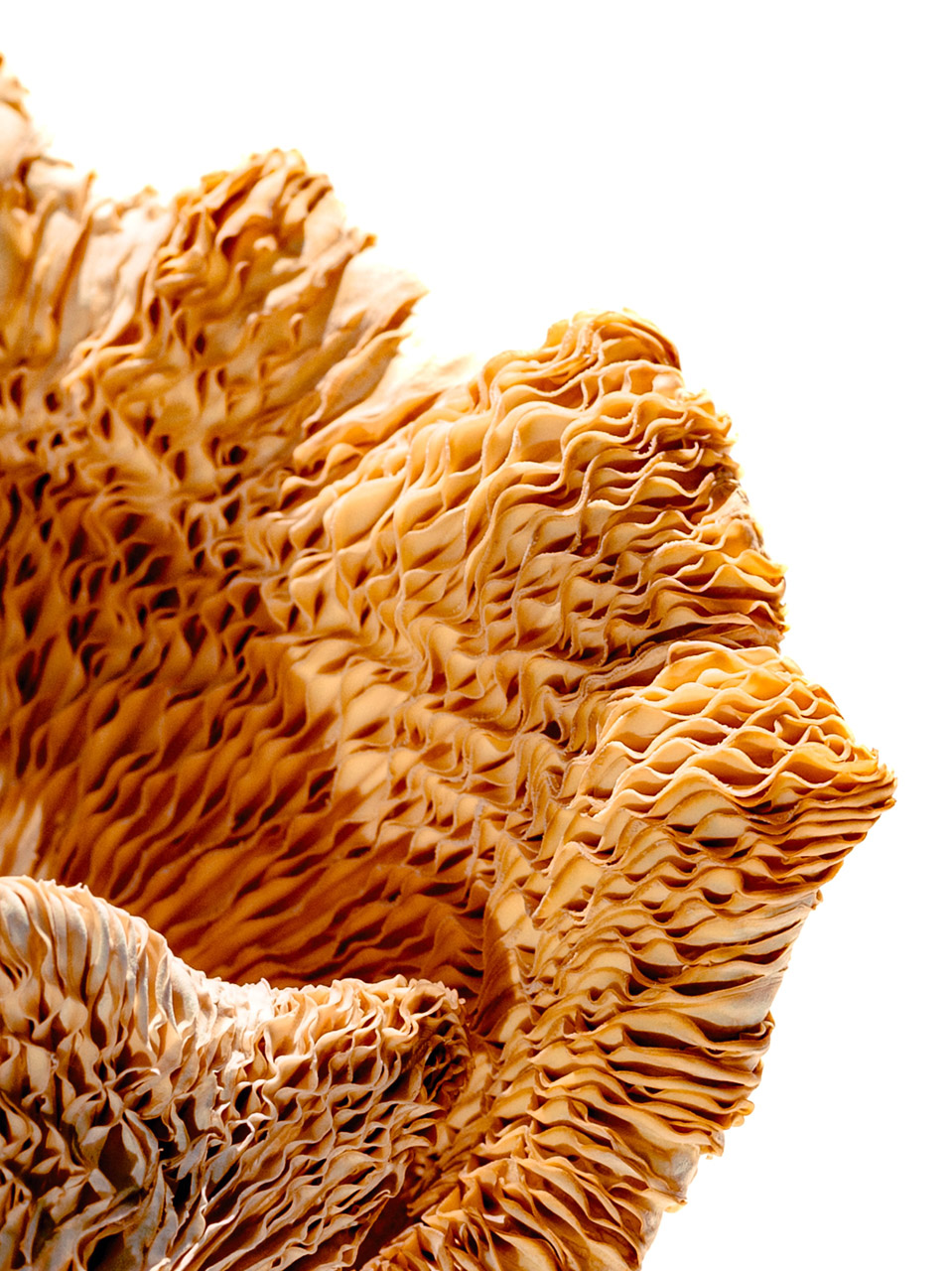 Oyster mushroom close up eat five star