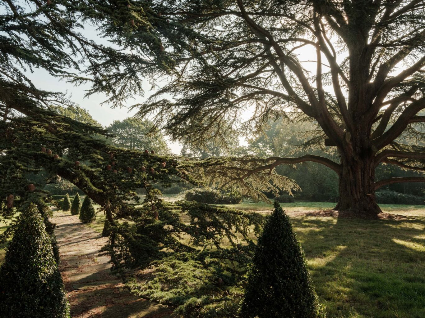 English gardens with cedar trees